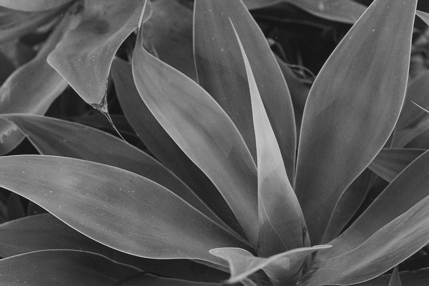 Succulent